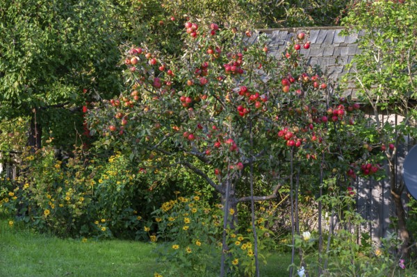 Apple tree (Malus), full of ripe fruit, Ahrenshoop, Darß, Mecklenburg-Vorpommern, Germany