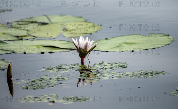 Flowering water lily (Nymphaea) in the water, Xakanaxa Lagoon, Okavango Delta, Moremi Game Reserve,