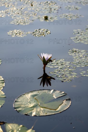 Flowering water lily (Nymphaea) in the water, Xakanaxa Lagoon, Okavango Delta, Moremi Game Reserve,