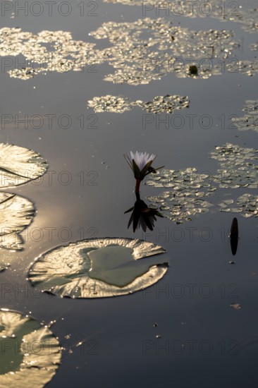 Flowering water lily (Nymphaea) in the water in the evening light, Xakanaxa Lagoon, Okavango Delta,
