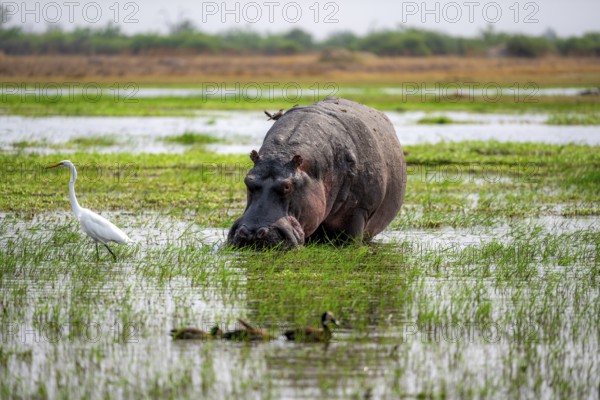 Hippopotamus (Hippopatamus amphibius), grazing in the shallow water of a lake, Okavango Delta,