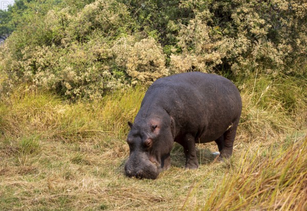 Hippopotamus (Hippopatamus amphibius), grazing in a meadow, Okavango Delta, Moremi Game Reserve,