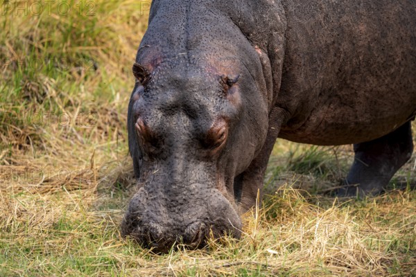 Hippopotamus (Hippopatamus amphibius), grazing in a meadow, animal portrait, Okavango Delta, Moremi
