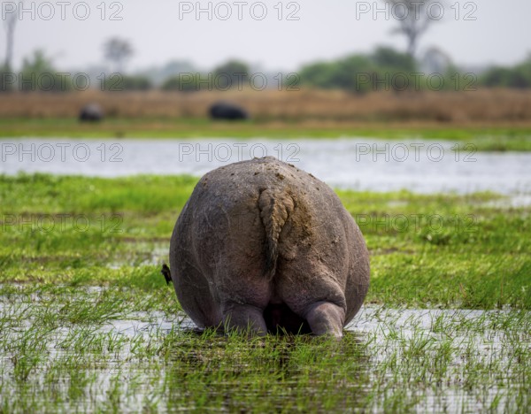 Hippopotamus (Hippopatamus amphibius), grazing in the shallow water of a lake, from behind,
