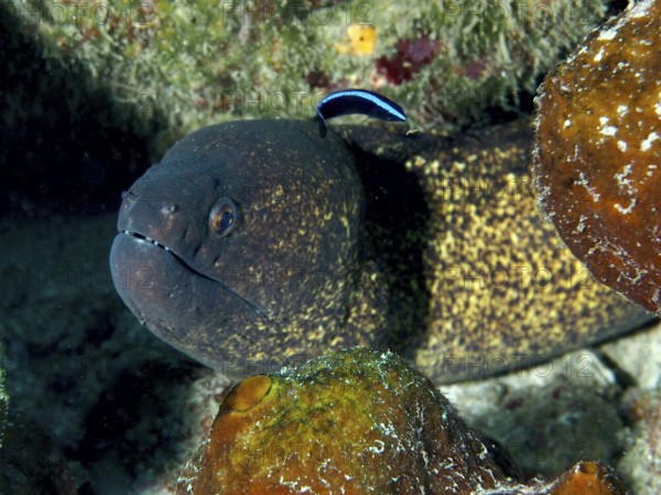 Moray eel, sooty moray eel (Gymnothorax flavimarginatus) hides in the reef and is cared for by a