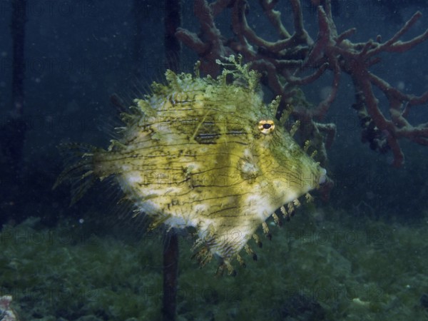 An interestingly camouflaged filefish, jewellery filefish (Chaetodermis penicilligerus), swims in