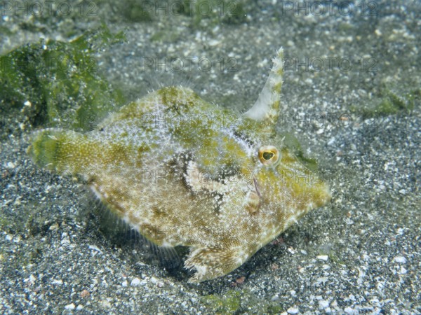 A filefish, seagrass filefish (Acreichthys tomentosus) swims over a gravelly bottom. Dive site