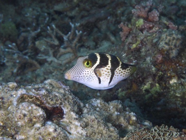 Fish with a distinctive pattern, saddle point pufferfish (Canthigaster valentini), swimming over