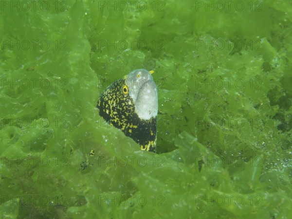 A curious moray eel, star-spotted moray (Echidna nebulosa), peers out from between the dense green