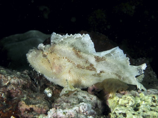 A white fish, rocking fish (Taenianotus triacanthus), on a coral reef. Dive site Pidada,