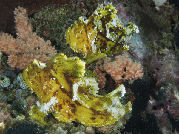 Two yellow camouflaged fishes, rocking fish (Taenianotus triacanthus), in a coral reef. Dive site