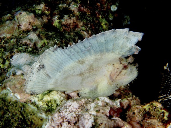 A flat, transparent-looking fish, rocking fish (Taenianotus triacanthus), on a coral reef. Dive