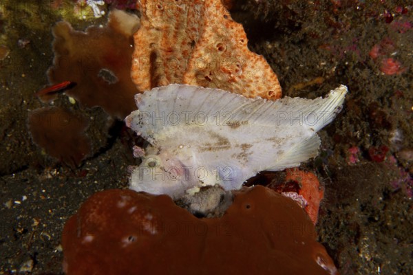 A white fish, rocking fish (Taenianotus triacanthus), rests between colourful corals on the seabed.