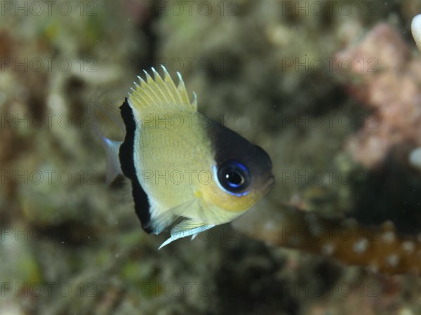 Small damselfish, blackband damselfish (Pycnochromis retrofasciatus) swimming in the coral reef.