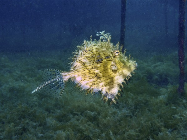 A single filefish, jewellery filefish (Chaetodermis penicilligerus), swims in clear water