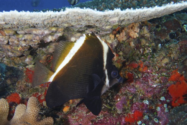 A black and white fish, Horned bannerfish (Heniochus varius), swims in a lively underwater area.