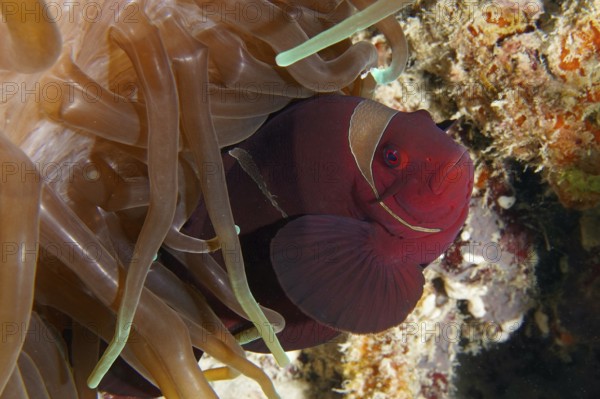 Red fish, velvet anemonefish, spiny anemonefish (Amphiprion biaculeatus), hiding between the