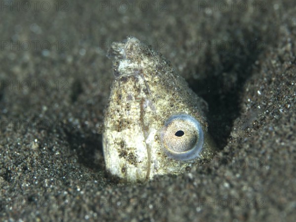 A snake eel, sand snake eel (Ophichthus altipennis) hiding in the sand. Dive site House Reef,