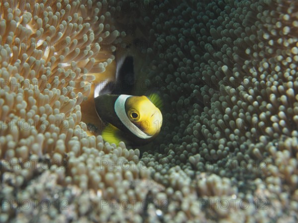 A clownfish, saddle spot anemonefish (Amphiprion polymnus), hides between the tentacles of an