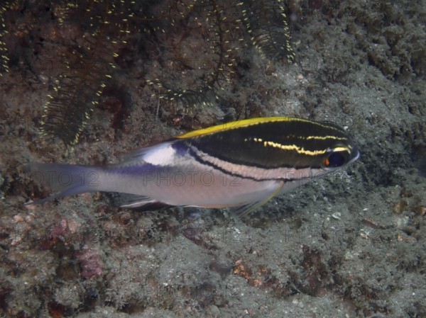 A fish with yellow-black stripes, sash snapper (Scolopsis bilineata), swims along the seabed. Dive