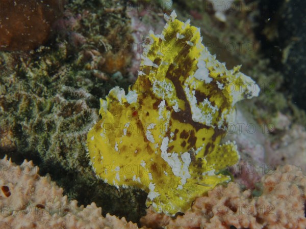 A yellow camouflaged fish, rocking fish (Taenianotus triacanthus), rests on corals. Dive site