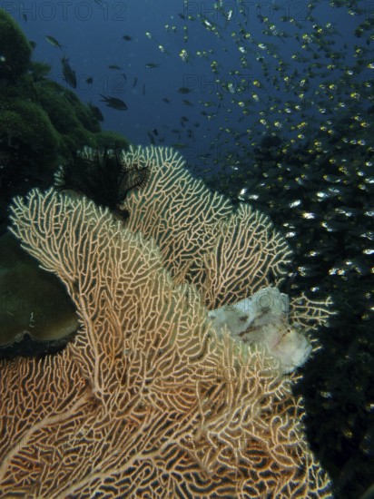 A well-camouflaged fish, a rocking fish (Taenianotus triacanthus), lurks for prey in a giant fan