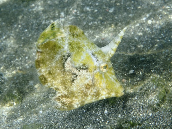 A green filefish, seagrass filefish (Acreichthys tomentosus), swims above the sandy seabed. Dive