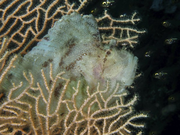Camouflaged fish, rocking fish (Taenianotus triacanthus) in a soft coral. Dive site Pidada,