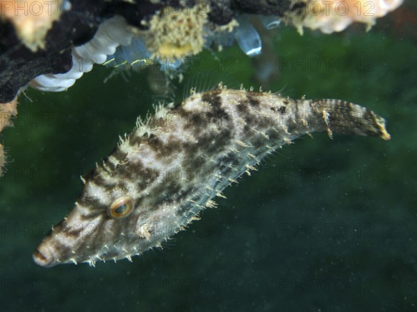 A filefish, seagrass filefish (Acreichthys tomentosus), in front of a green background. Dive site