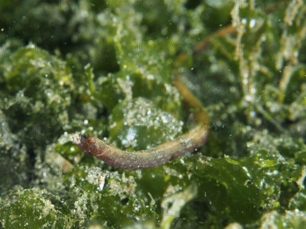 A Nilsson's pipefish, spiny-snouted pipefish (Halicampus spinirostris) in the shelter of lush