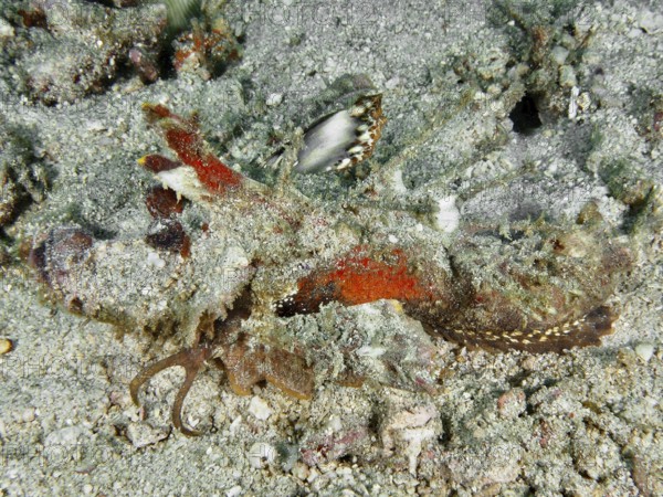 A well-camouflaged spiny devil fish (Inimicus didactylus) lies on the sandy seabed. Dive site