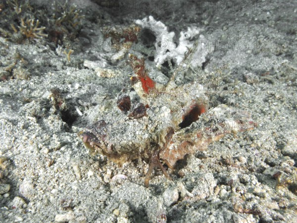 A camouflaged spiny devil fish (Inimicus didactylus) lies almost invisible on the sandy seabed.