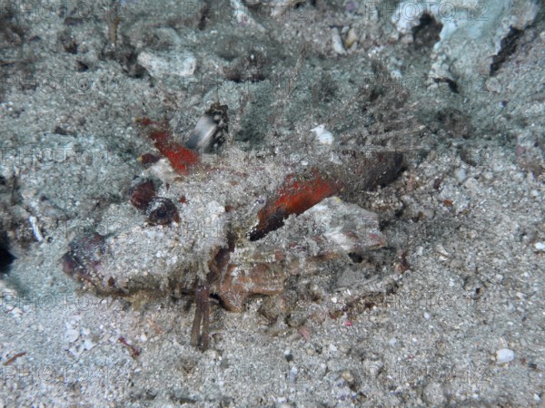 A well-camouflaged spiny devil fish (Inimicus didactylus) rests on the sandy and rocky seabed. Dive