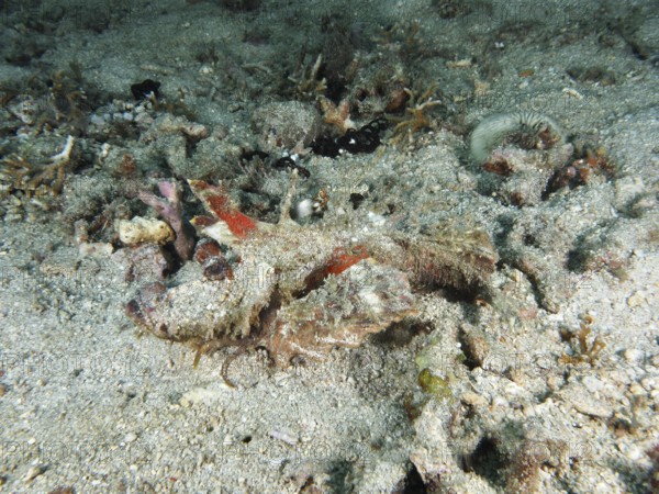 A spiny devil fish (Inimicus didactylus), well camouflaged, lies hidden in the sand. Dive site