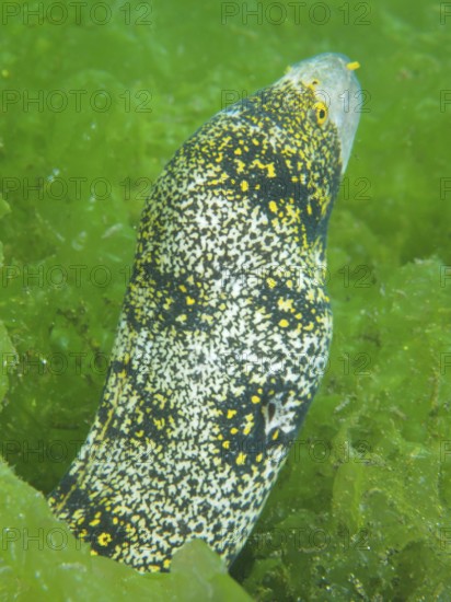 A moray eel, star-spotted moray (Echidna nebulosa), in the green seaweed sea shows its spotted