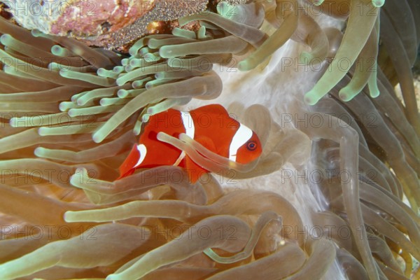 Orange skunk clownfish with white stripes, velvet anemonefish, spiny anemonefish (Amphiprion
