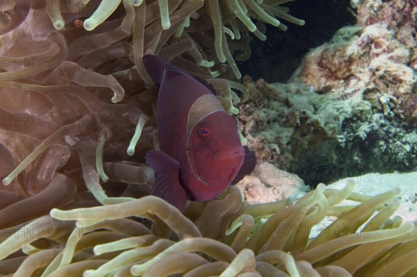 Red fish, velvet anemonefish, spiny anemonefish (Amphiprion biaculeatus), in the middle of a sea