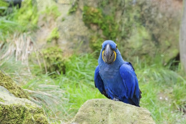 A hyacinth macaw (Anodorhynchus hyacinthinus) sits on a rock lying on a green meadow. Central and