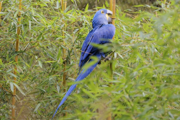 A hyacinth macaw (Anodorhynchus hyacinthinus) sits in dense green vegetation and nibbles on dry