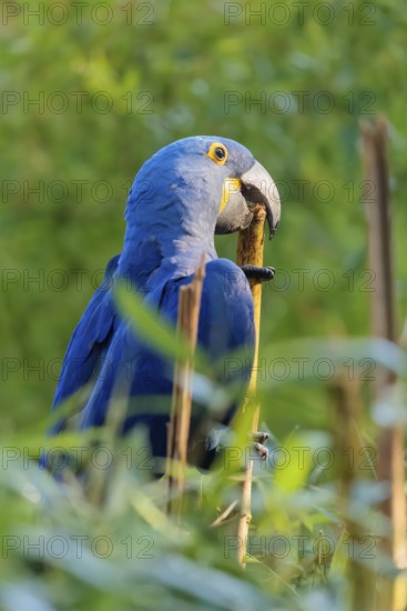 A hyacinth macaw (Anodorhynchus hyacinthinus) sits in dense green vegetation and nibbles on dry