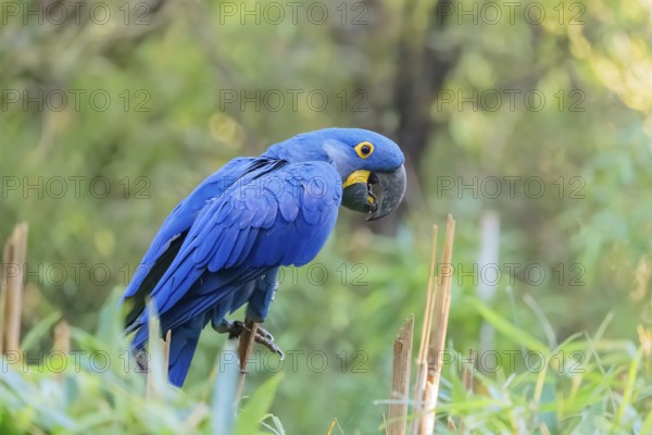 A hyacinth macaw (Anodorhynchus hyacinthinus) sits in dense green vegetation. Central and eastern