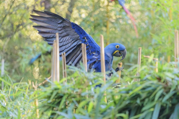 A hyacinth macaw (Anodorhynchus hyacinthinus) lands with spreaded wings in dense green vegetation.