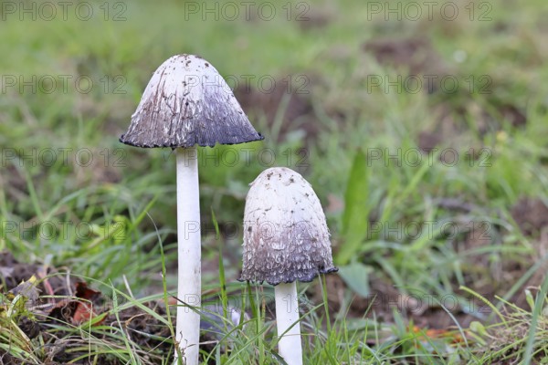 Crested tintling (Coprinus comatus), at the edge of the forest, fruiting body with cap, close-up,