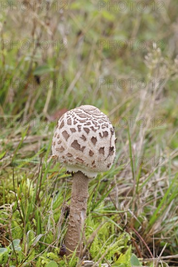 Parasol mushroom, Parasol or giant umbrella mushroom (Macrolepiota procera), closed cap, in a