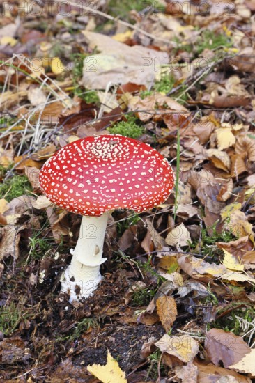 Red fly agaric (Amanita muscaria), fruiting body, in autumn leaves, close-up, Wilnsdorf, North