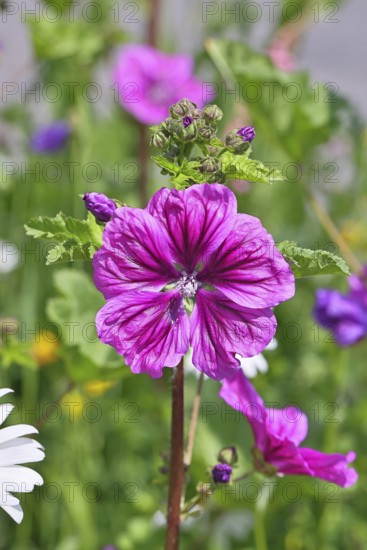 Common mallow (Malva sylvestris), flower in a meadow, medicinal plant, aromatic plant, medicinal