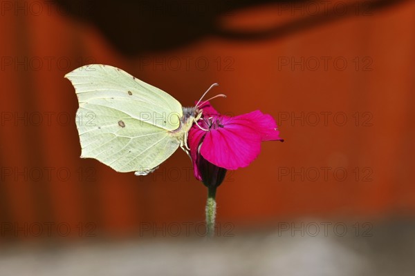 Lemon butterfly (Gonepteryx rhamny) on crown campion (Lychnis coronaria), in a nature garden,