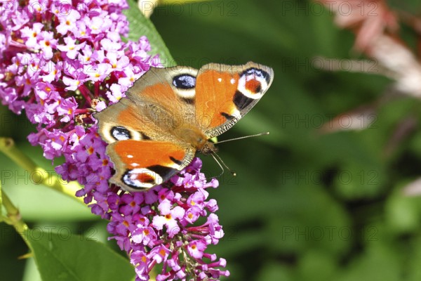 Peacock butterfly (Inachis io) sucking nectar on butterfly bush (Buddleja davidii), in a natural