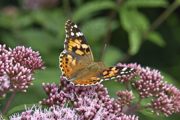 Thistle butterfly (Vanessa cardui) on a flower of Hemp agrimony (Asteraceae) on a forest path,