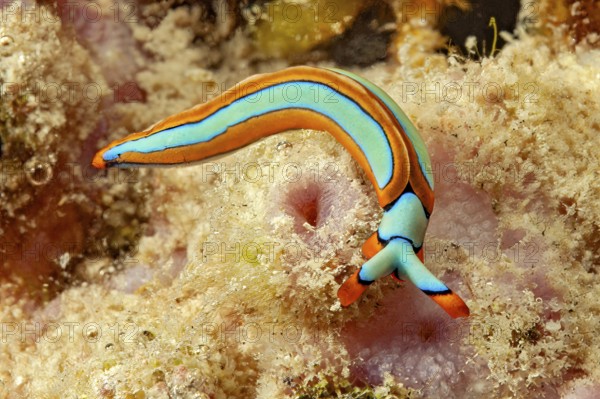 Nudibranch lines Thuridilla (Thuridilla lineolata) colloquially known as Orangerand sapsucker in